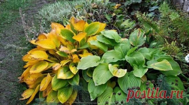 Время пересаживать хосты | Журнал 