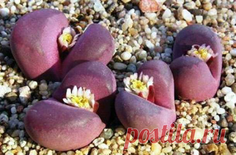 Живые камни или литопсы: уход и правила полива