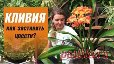 КЛИВИЯ уход в домашних условиях 🌸 КАК ЗАСТАВИТЬ ЦВЕСТИ КЛИВИЮ КЛИВИЯ ОРАНЖЕВАЯ, киноварная (Clivia miniata) - это простое в уходе растение семейства Амариллисовые. и в отличие от других Амариллисовых не имеет луковицы. Утолщение внизу образовано листьями, плотно прилегающими друг к другу.
Корневая система сочная и мясистая, способна запасать питательные вещества и воду.
☀️ ОСВЕЩЕНИЕ
Кливия не требовательна к свету и может расти в полутени. Идеально подойдет восточное или ...
