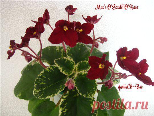 Миниатюры  Mac's O'Scarlet O'Hara, Honey Blue Ace, Rob's Antique Rose.       | Фиалки без границ