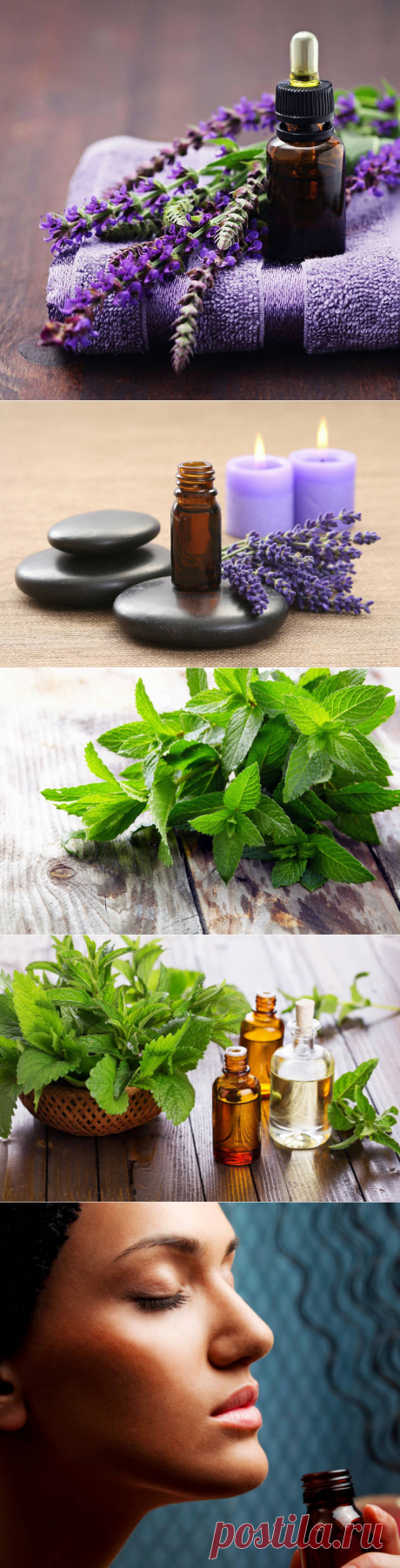 Лекарственные растения, аромат которых способен на самые невероятные исцеления!