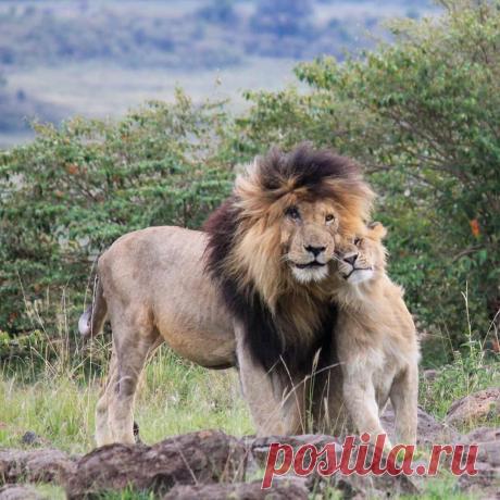 Смешная дикая природа