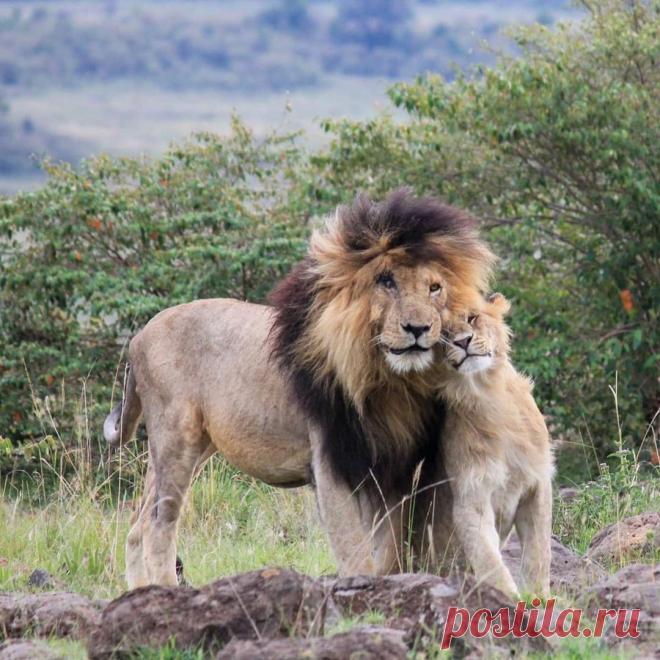 Смешная дикая природа