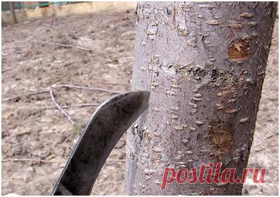 Бороздование коры увеличит урожай