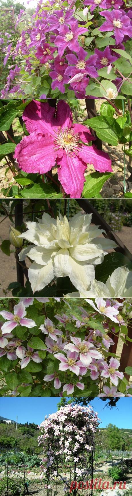 Крупноцветовые клематисы — 6 соток