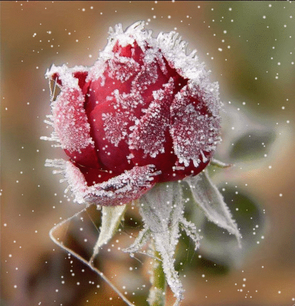 Alaaddin BOZKIR – Google+