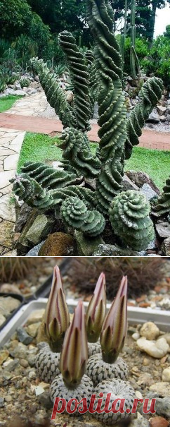 (1) Одноклассники