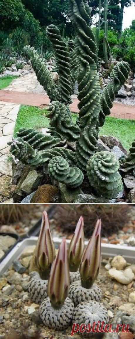 (1) Одноклассники