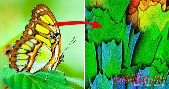 17 лучших снимков под микроскопом, в которых скрыта целая Вселенная