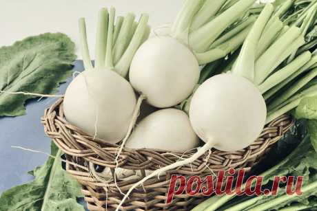 Репа - применение, полезные свойства, питательные вещества В последнее время репа стала довольно популярным и любимым овощем. Это витаминная бомба, которая занимает все больше места в меню людей, заботящихся о своем здоровье.