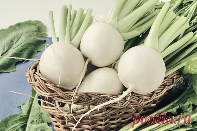 Репа - применение, полезные свойства, питательные вещества В последнее время репа стала довольно популярным и любимым овощем. Это витаминная бомба, которая занимает все больше места в меню людей, заботящихся о своем здоровье.