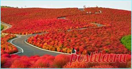 (80) Facebook