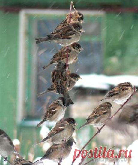 Зимнее утро (Стих)