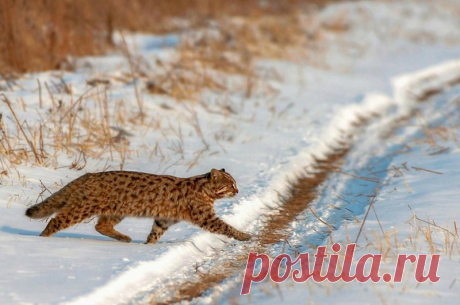 Amur Forest Cat Pics In Their Chonky Majestic Glory - I Can Has Cheezburger?