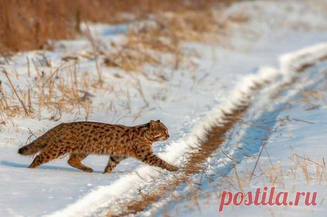 Amur Forest Cat Pics In Their Chonky Majestic Glory - I Can Has Cheezburger?