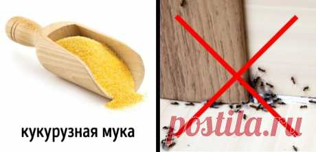 3 безопасных способа избавиться от насекомых в доме