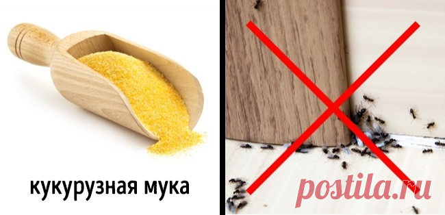 3 безопасных способа избавиться от насекомых в доме