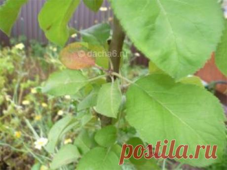 Совместимость плодовых деревьев и кустарников на участке в саду