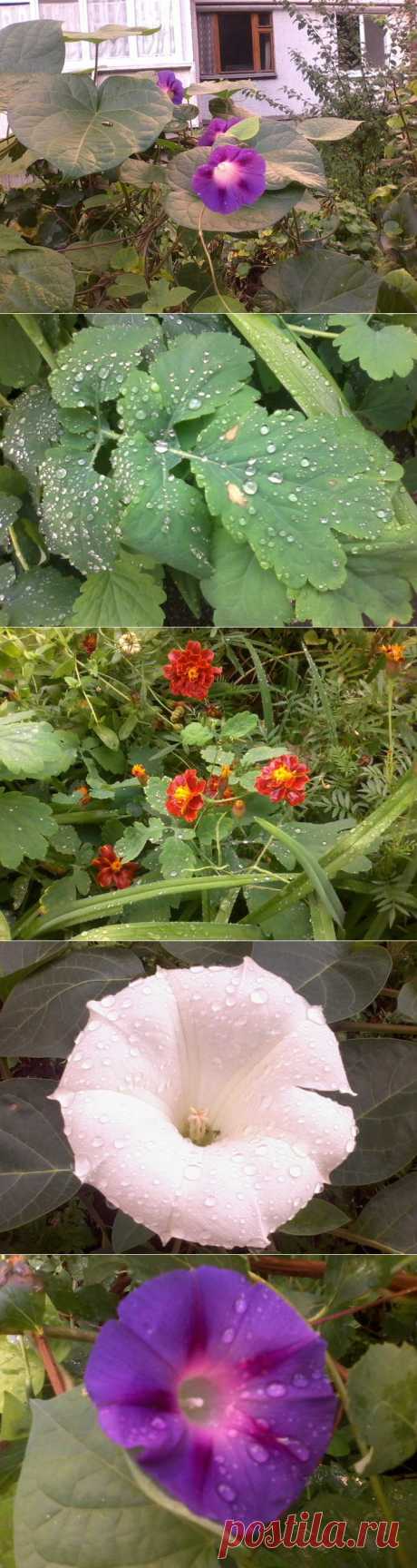 сообщение BlogFriends : Раннее утро. (07:55 31-07-2014) [5023541/332463859] - lapina_64@mail.ru - Почта Mail.Ru