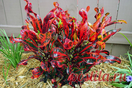 Фото и описание разновидностей кротона