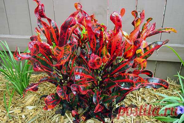 Фото и описание разновидностей кротона