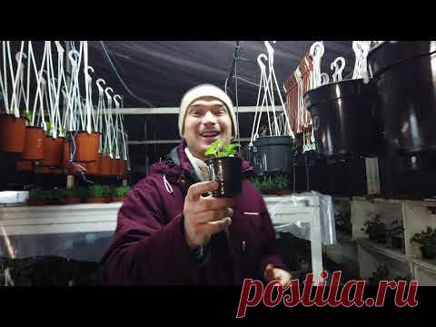 А Вы так УКОРЕНЯЕТЕ черенки ПЕЛАРГОНИИ в домашних условиях?