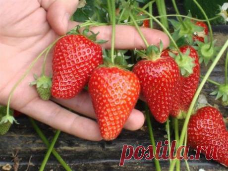 Чем подкормить клубнику/землянику весной