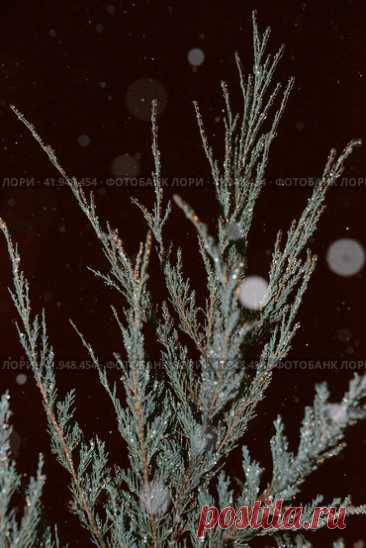 Close-Up of Beautiful Ice-Covered Plant during Dark Cold Winter Night Стоковое фото, фотограф Ilaronsia / Фотобанк Лори