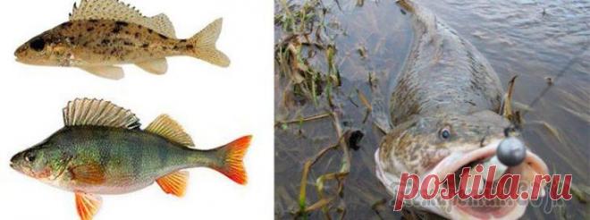 Лучшая наживка на налима Налим относится к семейству тресковых рыб и является единственным представителем этого вида, который обитает в пресных водоемах. Славится эта рыба прекрасными вкусовыми характеристиками. Кроме этого, ...