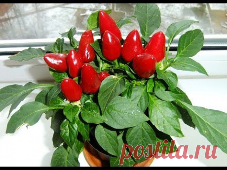 Высадка перца огонек в грунт. Пенопласт как дренаж