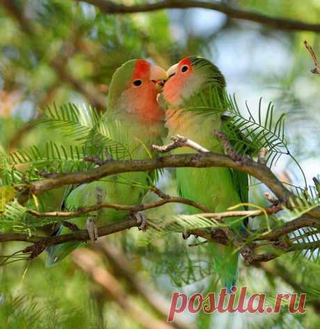 Omigu » Love Bird