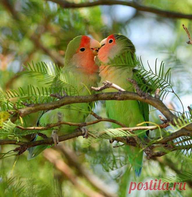 Omigu » Love Bird
