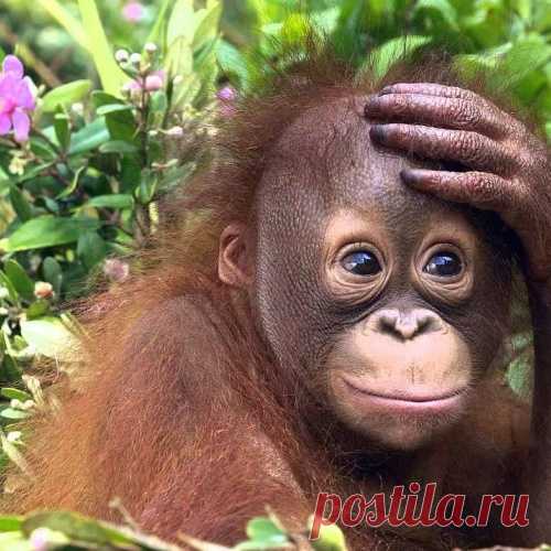 11 огненных обезьян для удачного 2016 года