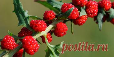 Шпинат земляничный - Сад и огород