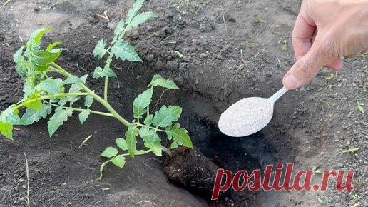 ГЕНЕРАЛЬСКИЙ САД | Кладу это в лунку при помадке Томатов и они сразу идут в рост и не болеют. Как посадить томаты, что положить в лунку для крупного урожая