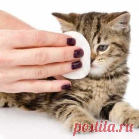 Что делать, когда у котенка гноятся глаза: лечение в домашних условиях