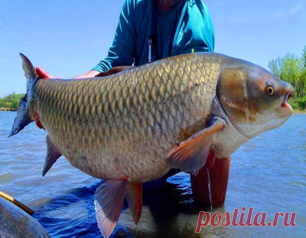 Легко отравиться: 5 самых ядовитых рыб из российских водоемов, которые опасно есть | Двойная Порция Полезных Советов | Дзен