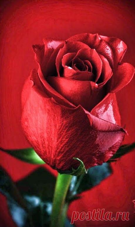 Pinterest • Всемирный каталог идей