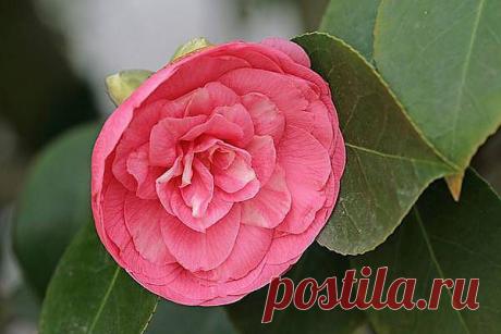 Редкие цветы со всего мира | САД НА ПОДОКОННИКЕ