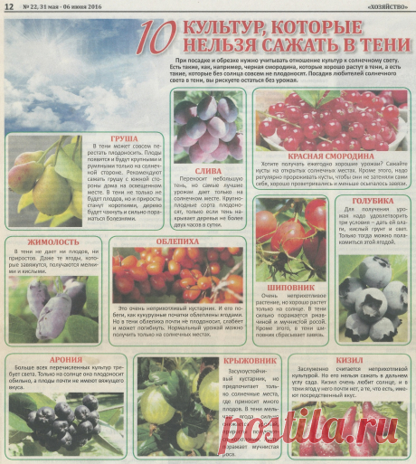 10 культур которые нельзя сажать в тени