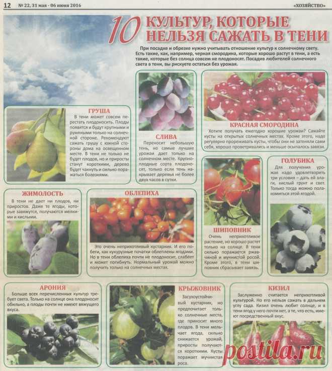 10 культур которые нельзя сажать в тени