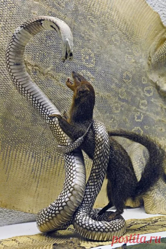 КОБРА И МАНГУСТ