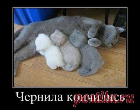 Василий Тимошин vasiliy-timoshin - Москва, Россия, 61 год на Мой Мир@Mail.ru