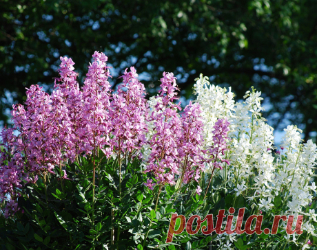 mose-brinnande-buske-2_1187_132943618.jpg (800×633)Ясенец белый и розовый, или Неопалимая купина