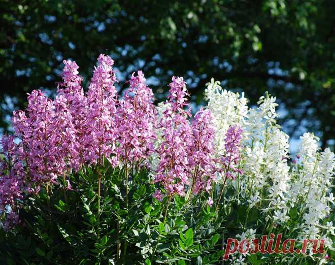 mose-brinnande-buske-2_1187_132943618.jpg (800×633)Ясенец белый и розовый, или Неопалимая купина