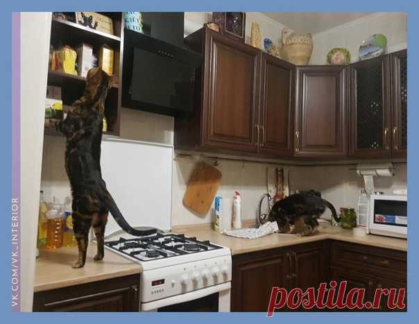 Я искренне не понимаю что эти коты делают на кухонных столах