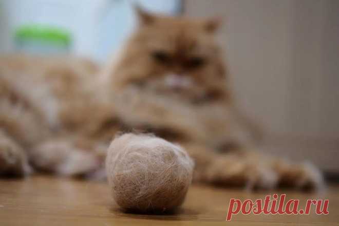 Что делать, если кошку рвет шерстью: подробное руководство для заботливых хозяев | ikoshkiru - Мир кошек | Дзен