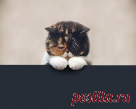10 вещей, которые ненавидит ваш кот » Notagram.ru Что больше всего не любят коты и кошки. 10 вещей, которые ненавидит ваш кот и будет долго вспоминать об этом. Из-за чего ваш кот может быть грустным.