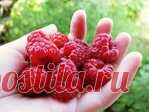 Чтобы в ягодах малины не было червей