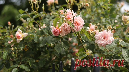 ИДЕИ ВАШЕГО ДОМА | Красивые и неприхотливые: 10 лучших сортов зимостойких роз для вашего сада